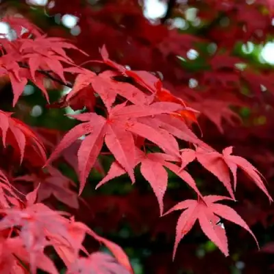 Клен гиннала  в Барановичах