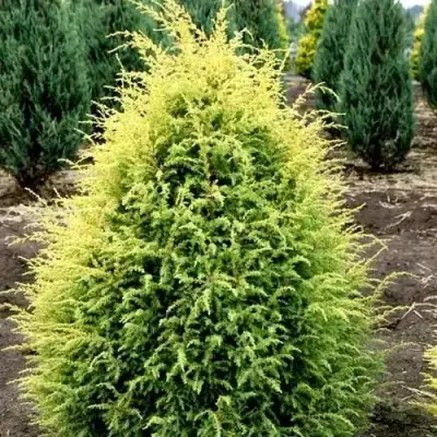 Можжевельник ГОЛД КОН обыкновенный в Барановичах