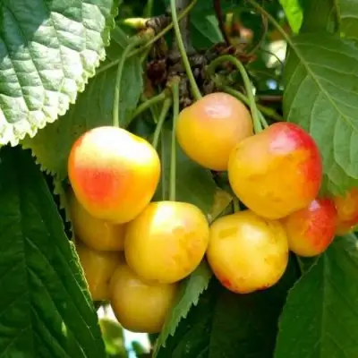 Черешня ЯНТАРНАЯ в Барановичах