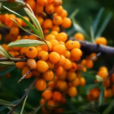 Облепиха МОСКОВСКАЯ ПРОЗРАЧНАЯ в Барановичах