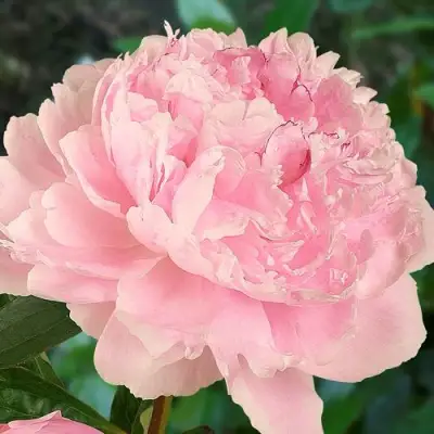 Пион САРА БЕРНАРД травянистый в Барановичах