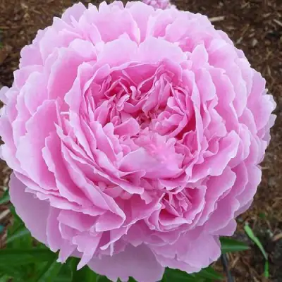 Пион ДЖАКОРМА травянистый в Барановичах