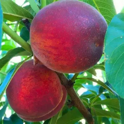 саженцы персика