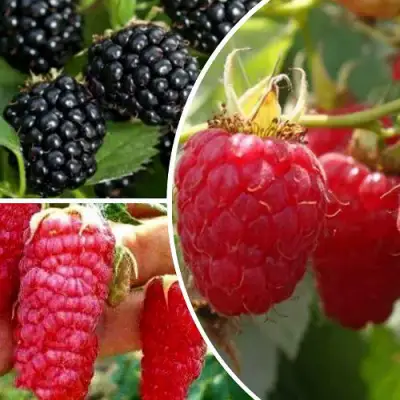 Комплект ЯГОДНЫЙ МИКС в Барановичах