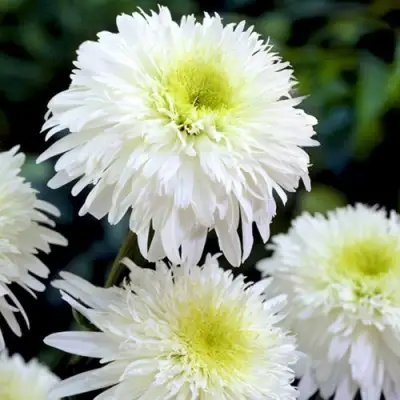 Нивяник ФИОНА ГОГХИЛЛ великолепный в Барановичах