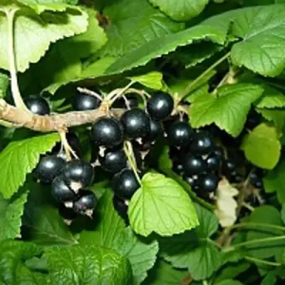 Смородина чёрная ВЕЛОЙ (ЛЕНИНГРАДСКАЯ СЛАДКАЯ) в Барановичах