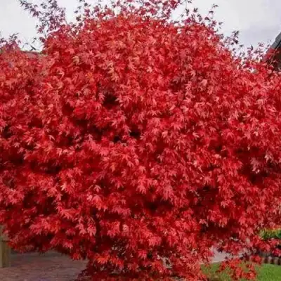 Клен гиннала  в Барановичах