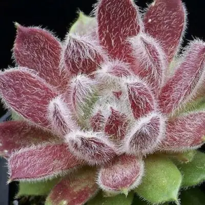 Молодило ТАРАНТУЛА в Барановичах