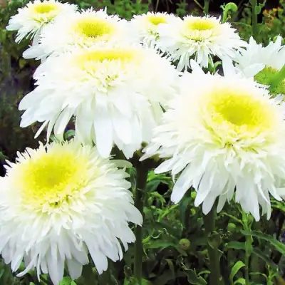 Нивяник ФИОНА ГОГХИЛЛ великолепный в Барановичах