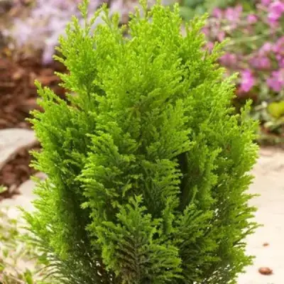 Кипарисовик ЭЛВУДИ ГОЛД лавсона в Барановичах