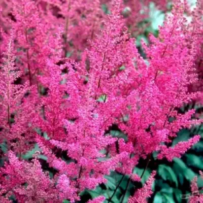 Астильба ЭЛИЗАБЕТ ВАН ВИН японская в Барановичах