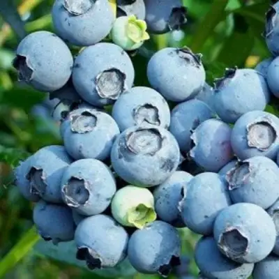 Голубика ПУРУ в Барановичах