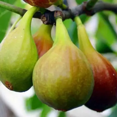 Инжир ДАЛМАТСКИЙ в Барановичах