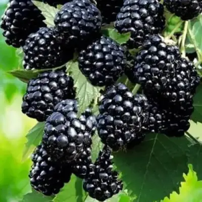 Ежевика АПАЧИ бесшипная  в Барановичах