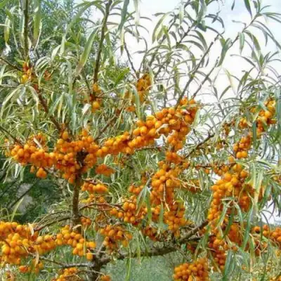 Облепиха ДАР МГУ в Барановичах