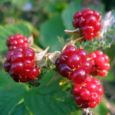 Княженика АСТРА в Барановичах