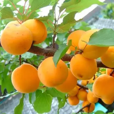 Абрикос ОРИГИНАЛ в Барановичах