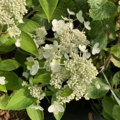 Гортензия ПРИМ ВАЙТ метельчатая в Барановичах