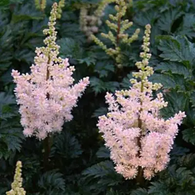 Астильба ЛИЛИПУТ курчавая в Барановичах