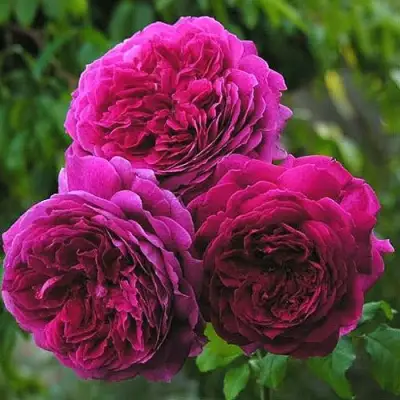 Роза КЕЙТ английская в Барановичах