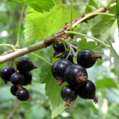 Смородина чёрная ШАРОВИДНАЯ в Барановичах