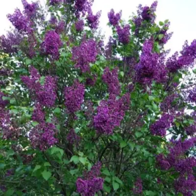 Сирень СУМЕРКИ в Барановичах