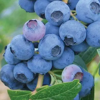 Голубика ЭРЛИБЛЮ в Барановичах