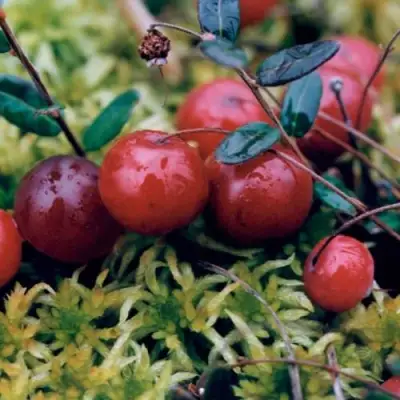 Клюква МАК ФАРЛИН в Барановичах