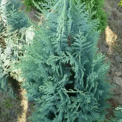 Кипарисовик КОЛУМНАРИС лавсона в Барановичах