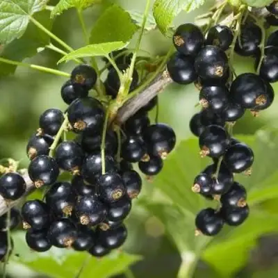 Смородина чёрная ВОЛШЕБНИЦА в Барановичах