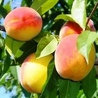 Персик ПАМЯТЬ ЛОЙКО в Барановичах