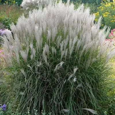 Мискантус КЛЯЙН СИЛЬБЕРСПАЙН китайский  в Барановичах