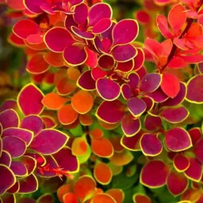 Барбарис ОРАНЖ САНРАЙЗ тунберга в Барановичах