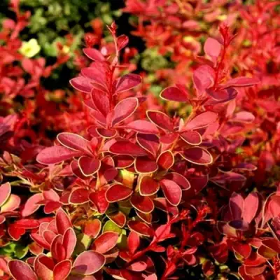 Барбарис КОРАЛ тунберга в Барановичах