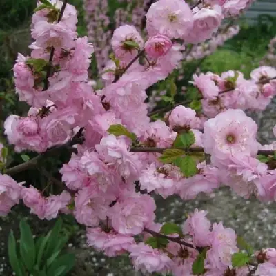 Миндаль ТРЁХЛОПАСТНЫЙ (луизеания) в Барановичах