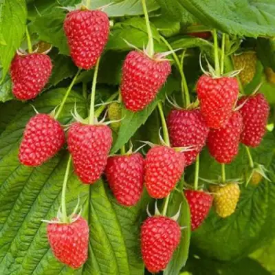 Малина БРУСВЯНА в Барановичах