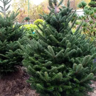 Пихта ФРАЗЕРА в Барановичах