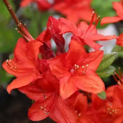 Азалия ПАРКФАЕР листопадная в Барановичах