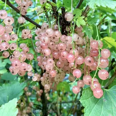 Смородина розовая ГОЛЛАНДСКАЯ РОЗОВАЯ в Барановичах