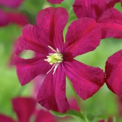 Клематис МАДАМ ДЖУЛИЯ КОРРЕВОН в Барановичах