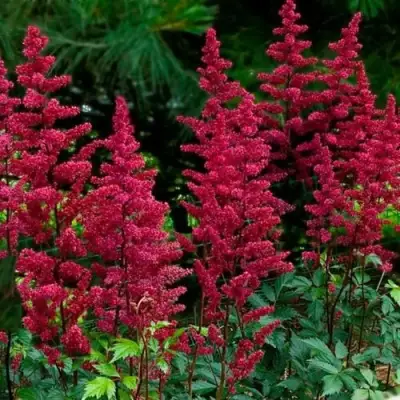 Астильба БУРГУНДИ РЕД Арендса в Барановичах