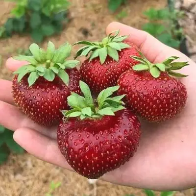 Клубника МАЛЬВИНА в Барановичах