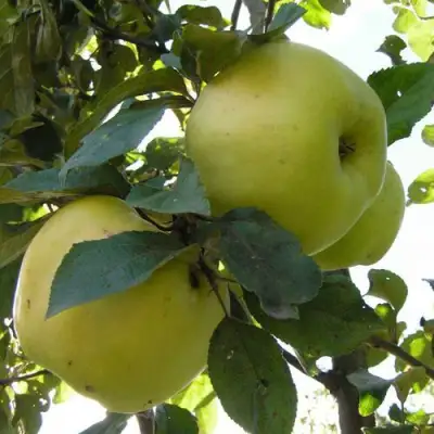 Яблоня АНТОНОВКА ОБЫКНОВЕННАЯ в Барановичах