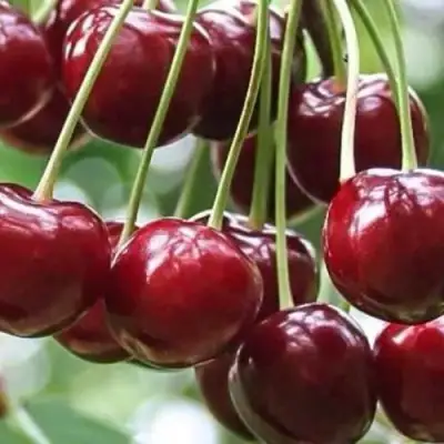 Вишня УЙФЕХЕРТОЙ ФЮРТОШ в Барановичах