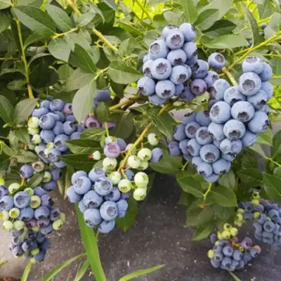 Голубика ОСОРНО в Барановичах