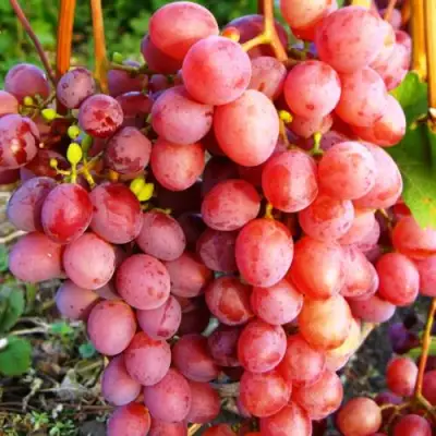 Виноград КИШМИШ КРАСНЫЙ в Барановичах