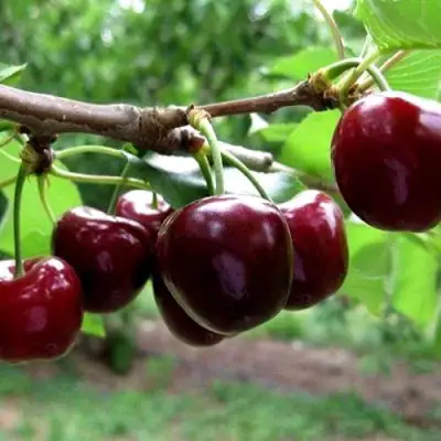 Вишня МОРОЗОВКА в Барановичах