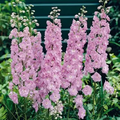 Дельфиниум ПЕТТИКОУТ гибридный в Барановичах