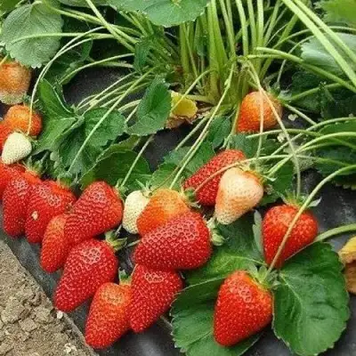 Клубника РОКСАНА в Барановичах