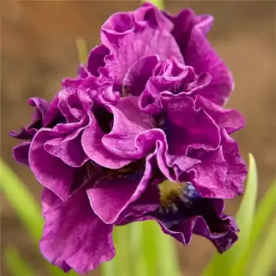 Ирис БАНДЛ ОВ ДЖОЙ сибирский в Барановичах